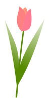 Tulip
