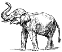 Indian elephant