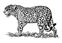 jaguar