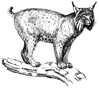 lynx