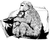 macaque