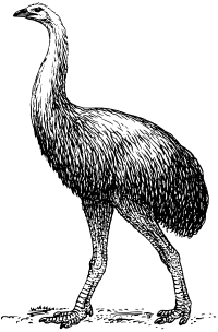 moa
