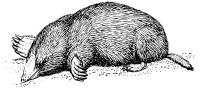 mole