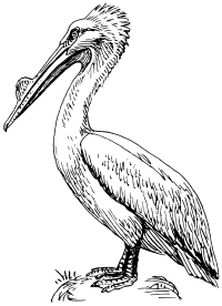 pelican