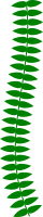Long Thin Vine