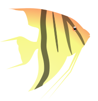 Angel Fish