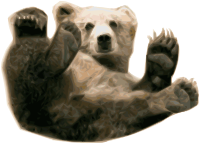 Grizzly Bear 1