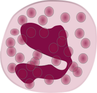 eosinophil