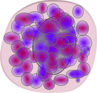 basophil
