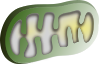 mithochondrion