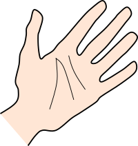 Palm by Rones