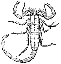 scorpion