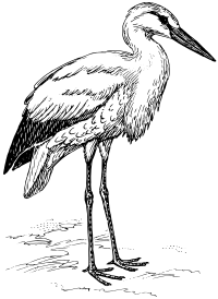 stork