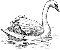 swan