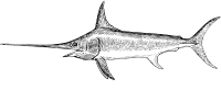 swordfish