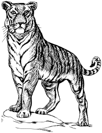 tiger 3