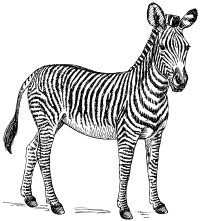 zebra