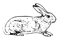 belgian rabbit