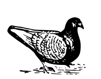 pigeon 1