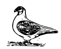pigeon 2