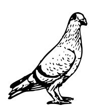 pigeon 3