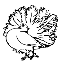 pigeon 4