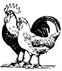 poultry 3