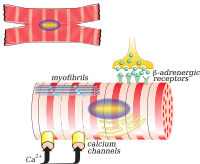 myocardiocyte