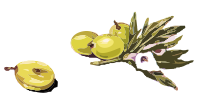 olives