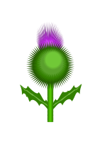 Scottish Thistle