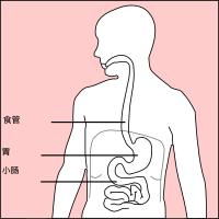 Stomach With Chinese