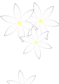 Daisies