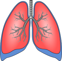 Polmoni - Lungs