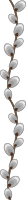 Willow buds