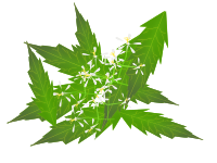 neem by NetAlloy