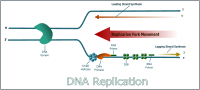 DNA Replication