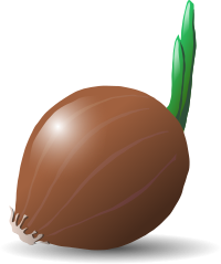 onion