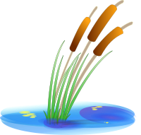 reed