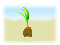 coconut seed