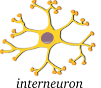 neuron-interneuron