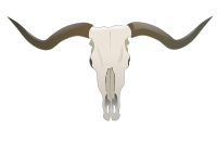 Longhorn Skull