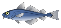 Codfish