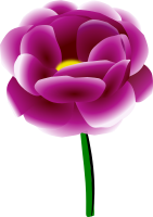 Peony