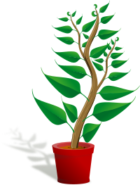 Green tall plant in its pot