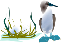 Sea Bird 1