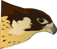 Halcón-Hawk