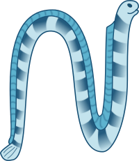 Sea snake