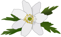 Anemone Nemorosa