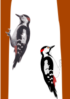woodpecker