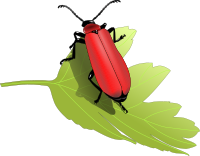 Cardinal beetle (Pyrochroa coccinea)